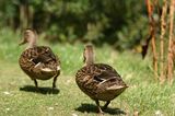 300D 0067 Ducks waddling